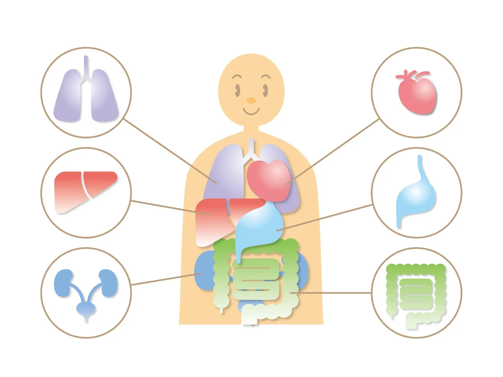 内臓の健康を整える整体法