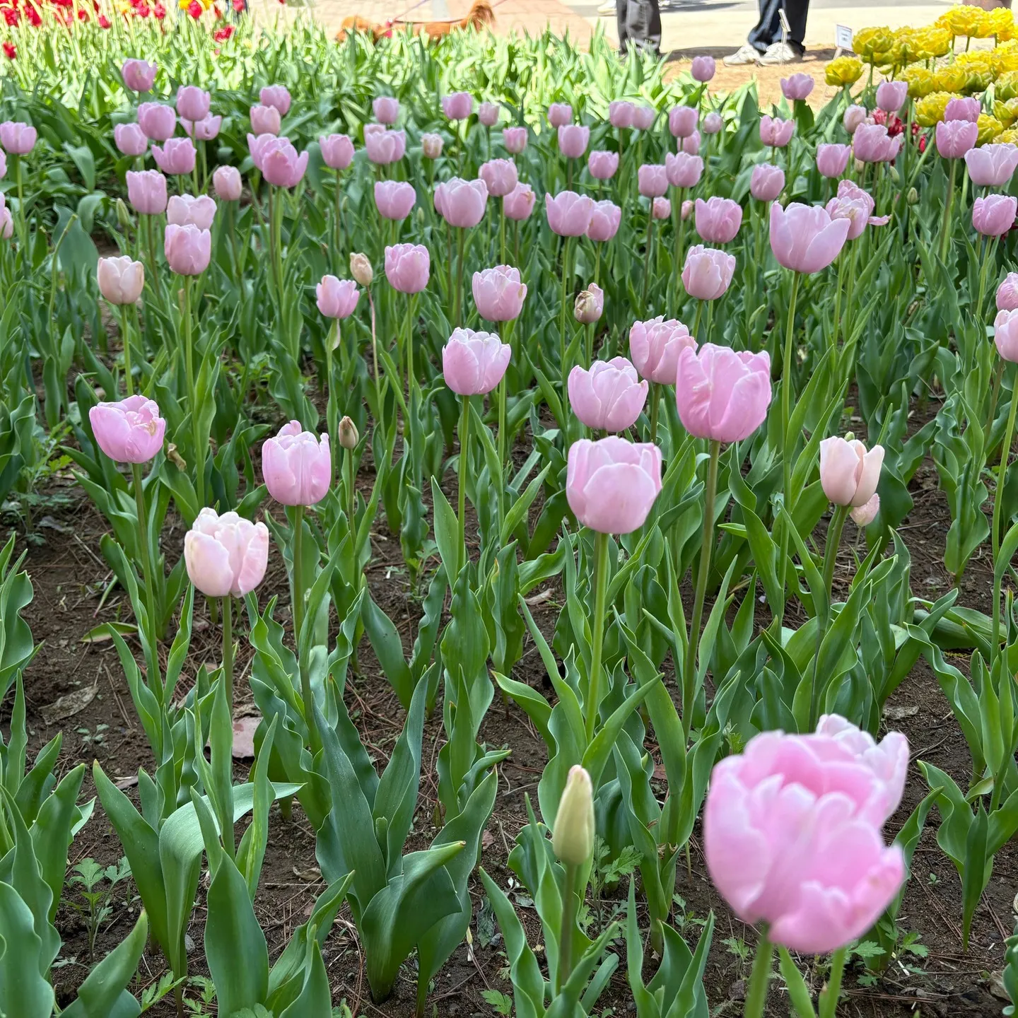 じいじの ”休日の楽しみ”