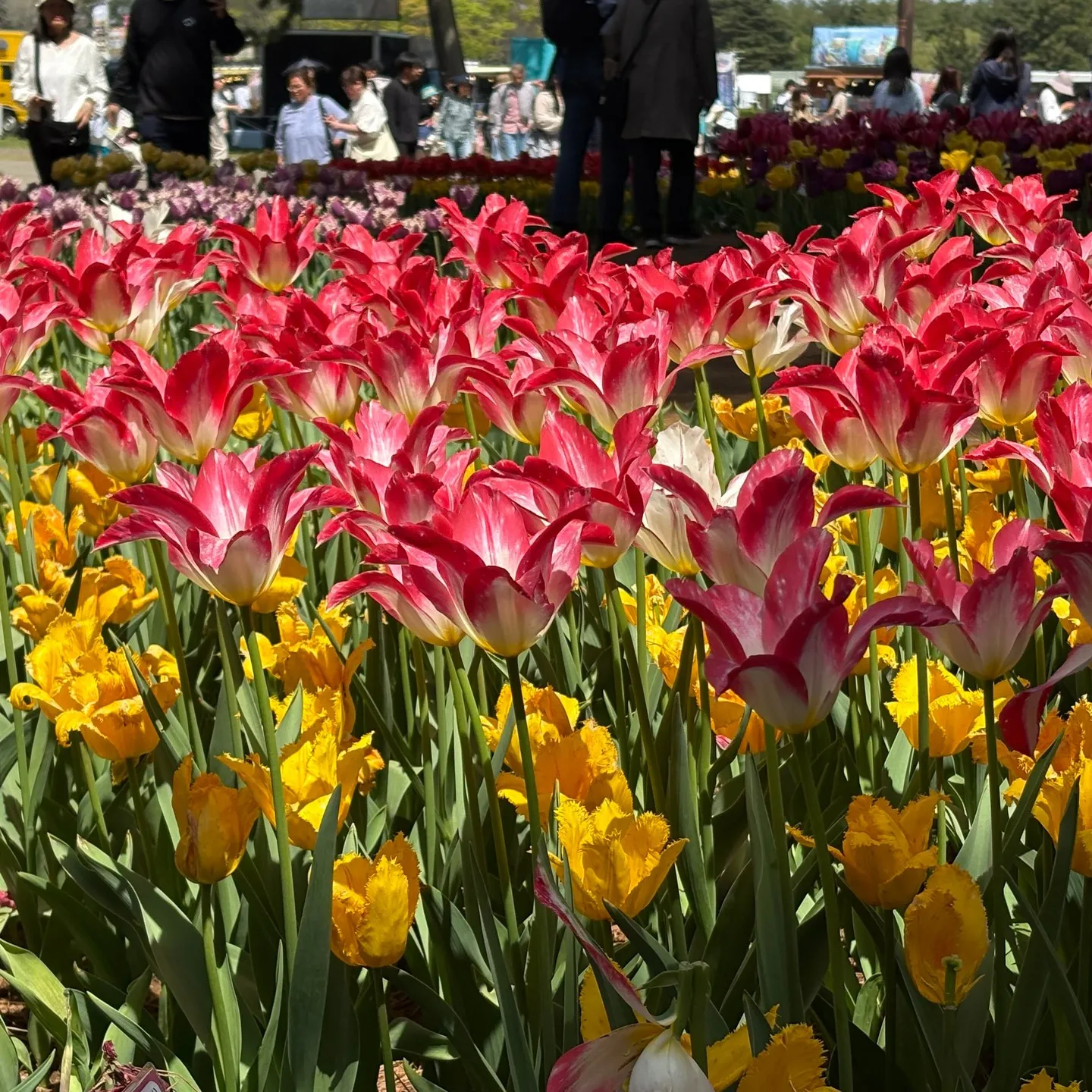 じいじの ”休日の楽しみ”