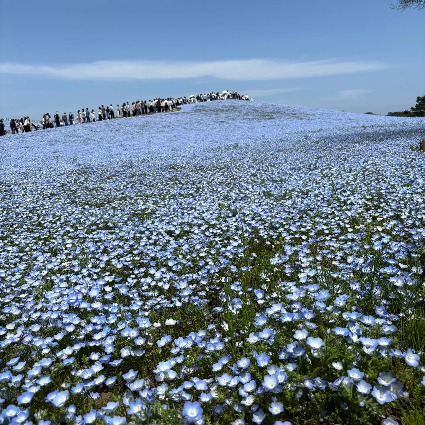 じいじの ”休日の楽しみ”